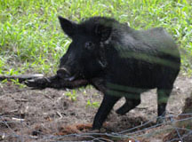 Wild Hog Snares